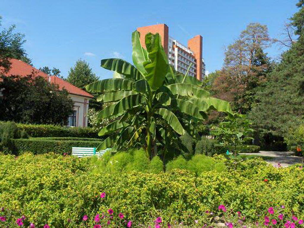 Apartamento Garsoniera Cristina Băile Felix Exterior foto
